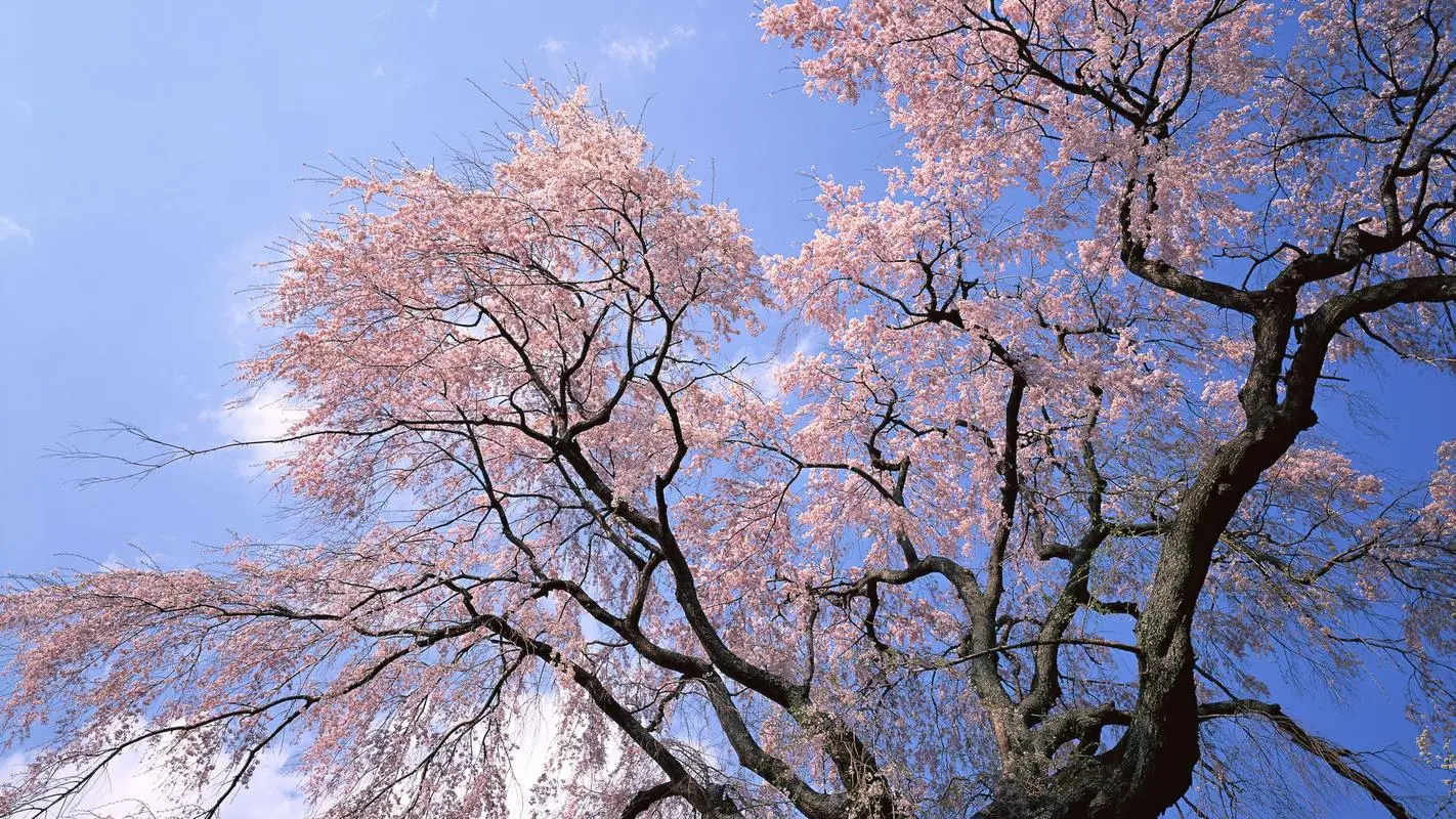 星空体育在线入口